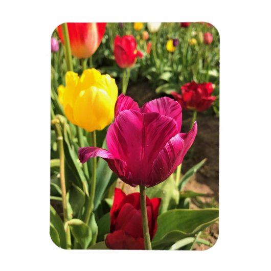 Frühlings-Tulpen, Oregon Magnet (Vertikal)