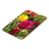 Frühlings-Tulpen, Oregon Magnet (Linke Seite)