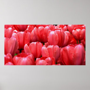 Frühlings-Tulpen Poster