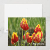 Frühlings-Tulpen Postkarte (Vorne/Hinten)