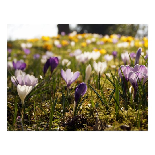 Frühlings Wiese mit Krokus im Gegenlicht Postkarte
