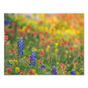Frühlings-Wildblumen-Foto-Druck Fotodruck