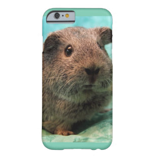 Frühlings-Zeit-Meerschweinchen-Telefon-Kasten Barely There iPhone 6 Hülle