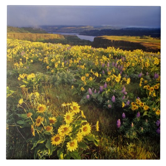 Frühlingsangebote im Überfluss der Wildblumen beim Fliese (Vorderseite)