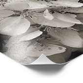 Frühlingsapfel-Blume blüht in Schwarz und Weiß Fotodruck (Ecke)