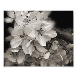 Frühlingsapfel-Blume blüht in Schwarz und Weiß Fotodruck