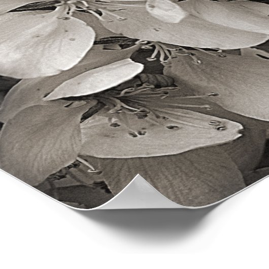 Frühlingsapfel-Blume blüht in Schwarz und Weiß Poster (Ecke)