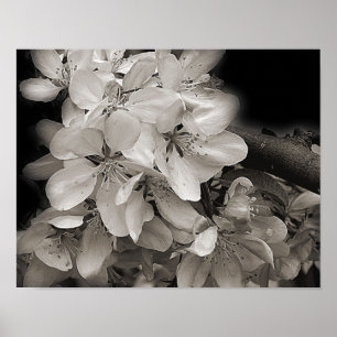 Frühlingsapfel-Blume blüht in Schwarz und Weiß Poster