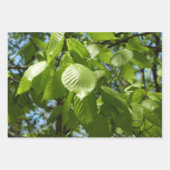 Frühlingsapfel Verlasse Natur Geschenkpapier Set (Vorderseite 2)