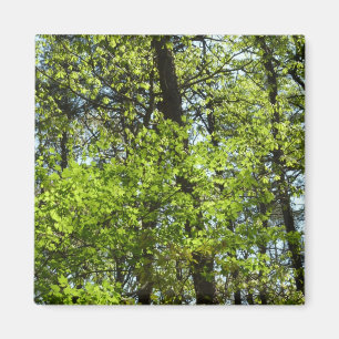 Frühlingsapfel Verlasse Natur Magnet