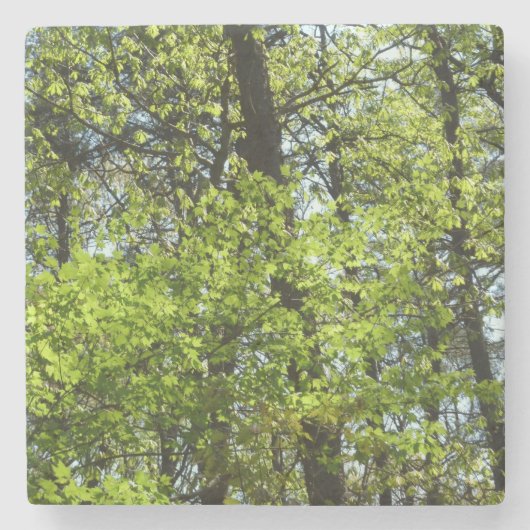 Frühlingsapfel Verlasse Natur Steinuntersetzer (Vorderseite)