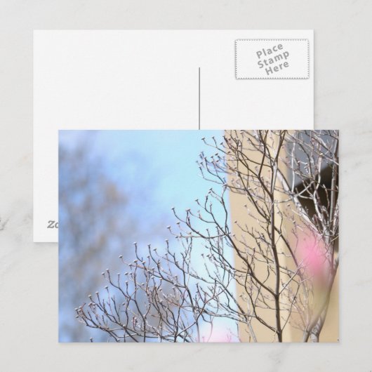 Frühlingsbaum Postkarte (Vorne/Hinten)