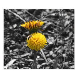 Frühlingsbestäubung Fotodruck