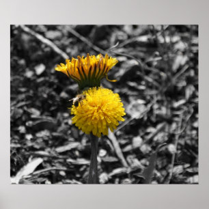 Frühlingsbestäubung Poster