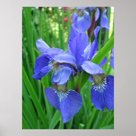 Frühlingsblaue Iris-Blume und grüne Blätter Poster (Vorne)