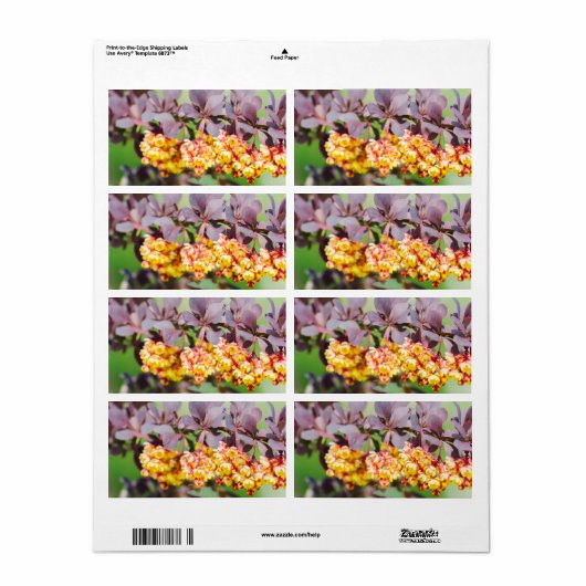 Frühlingsblühen (Vorne)