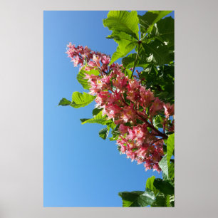 Frühlingsblühende Kastanienbaumblüten Poster