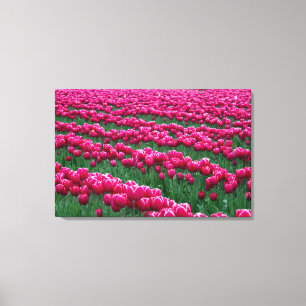 Frühlingsblühende Tulpenzwiebeln im Garten zeigen Leinwanddruck