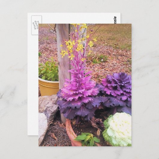 Frühlingsblühende Zierkohl Postkarte (Vorne/Hinten)