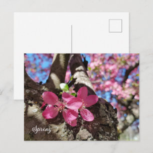 Frühlingsblühender Apfelbaum. Pinke Blumen Feiertagspostkarte