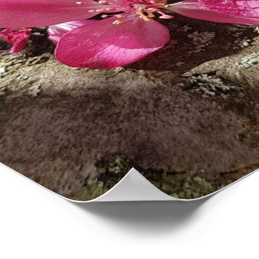 Frühlingsblühender Apfelbaum. Pinke Blumen Poster (Ecke)