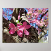 Frühlingsblühender Apfelbaum. Pinke Blumen Poster (Vorne)