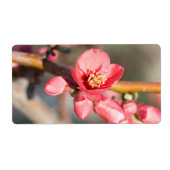 FrühlingsBlume (Vorne)