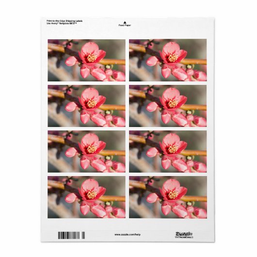 FrühlingsBlume (Vorne)