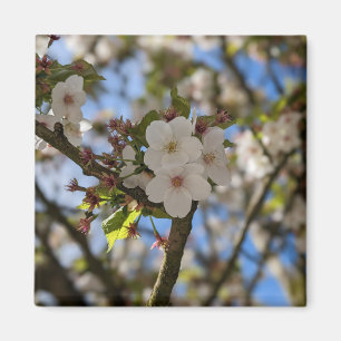 FrühlingsBlume Magnet