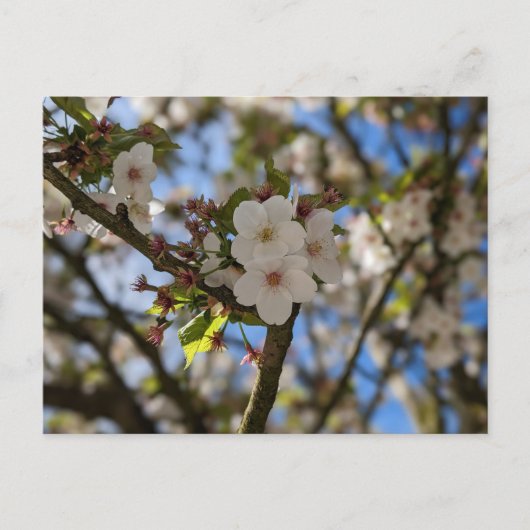 FrühlingsBlume Postkarte (Vorderseite)
