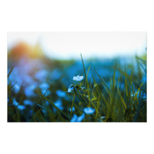 Frühlingsblumen auf dem Feld Fotodruck