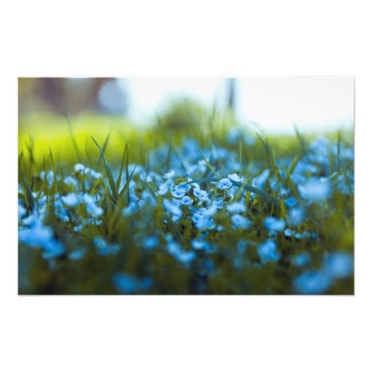 Frühlingsblumen auf dem Feld Fotodruck (Vorne)