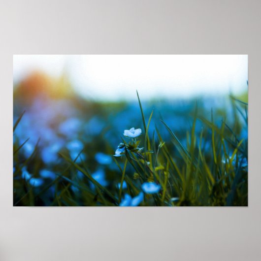 Frühlingsblumen auf dem Feld Poster (Vorne)