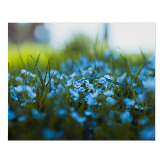 Frühlingsblumen auf dem Feld Poster (Vorderseite)