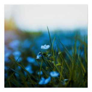 Frühlingsblumen auf dem Feld Poster