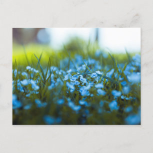Frühlingsblumen auf dem Feld Postkarte