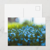 Frühlingsblumen auf dem Feld Postkarte (Vorne/Hinten)