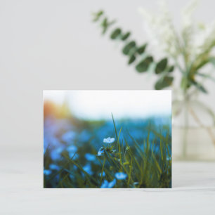 Frühlingsblumen auf dem Feld Postkarte