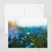 Frühlingsblumen auf dem Feld Postkarte (Vorne/Hinten)