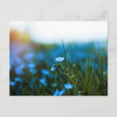 Frühlingsblumen auf dem Feld Postkarte (Vorderseite)
