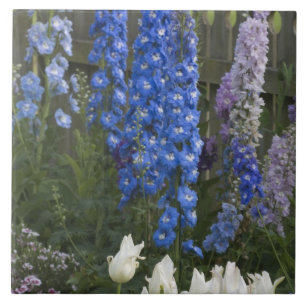 Frühlingsblumen entlang eines Gartenweges, Georgia Fliese