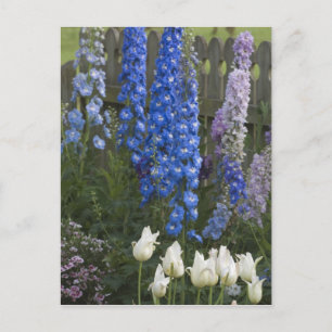 Frühlingsblumen entlang eines Gartenwegs, Georgia Postkarte