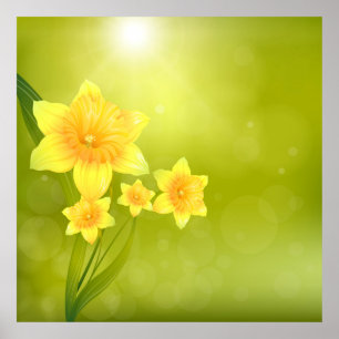 Frühlingsblumen Gelbe Daffodien Poster