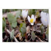 Frühlingsblumen Grußkarte (Vorderseite (Horizontal))