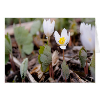 Frühlingsblumen Grußkarte