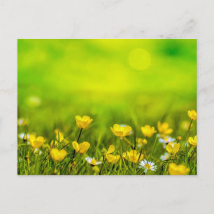 Frühlingsblumen Hintergrund Postkarte