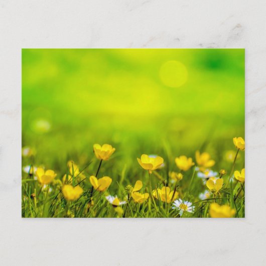Frühlingsblumen Hintergrund Postkarte (Vorderseite)