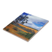 Frühlingsblumen in Namaqualand, Südafrika Fliese (Seite)