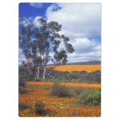 Frühlingsblumen in Namaqualand, Südafrika Klemmbrett (Rückseite)