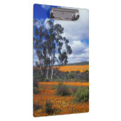 Frühlingsblumen in Namaqualand, Südafrika Klemmbrett (Rechts)